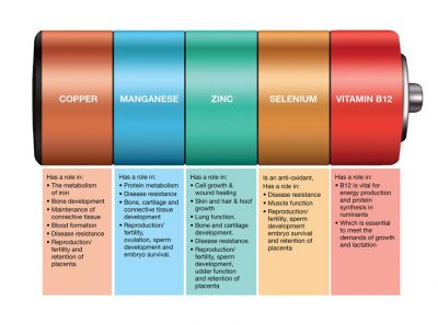 2-Trace-minerals-B12-Marks-Min-400x297